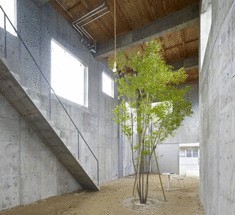 Минималистичный экодом с растущим внутри деревом