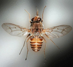 Разгадан генетический код мухи цеце