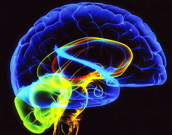 Ученые из США и России разработают новый препарат для головного мозга