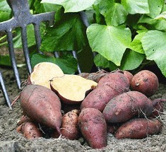  Необычные способы посадки картофеля—в бочку,мешок,под солому  