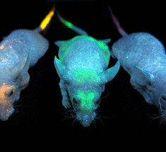 Светящиеся мыши покажут где накапливаются наночастицы