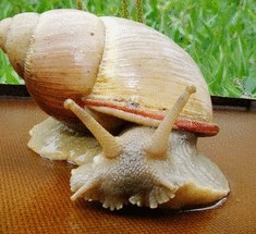 Мегалобулимуст —королевская улитка