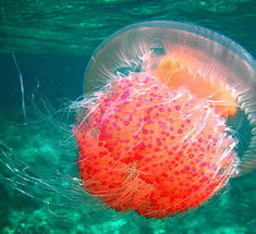 Солнцезащитный крем защитит от укусов медуз