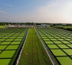Биотопливо на основе микроводорослей