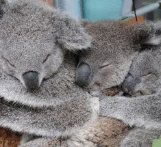 Коалы Сидней, Милли и Такер из зоопарка Таронга