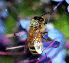 5000 медоносных пчел будут оснащены датчиками