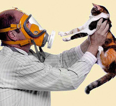 Медики заявили о создании вакцины от аллергии на кошек