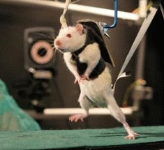 Парализованную крысу с перерезанным спинным мозгом научили ходить