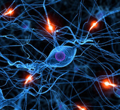 Нобелевскую премию по медицине присудили за нейроны навигации