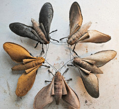 Ловчие пояса —  эффективный метод борьбы с насекомыми-вредителями