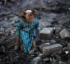 Обезьяний бизнес в Пакистане 