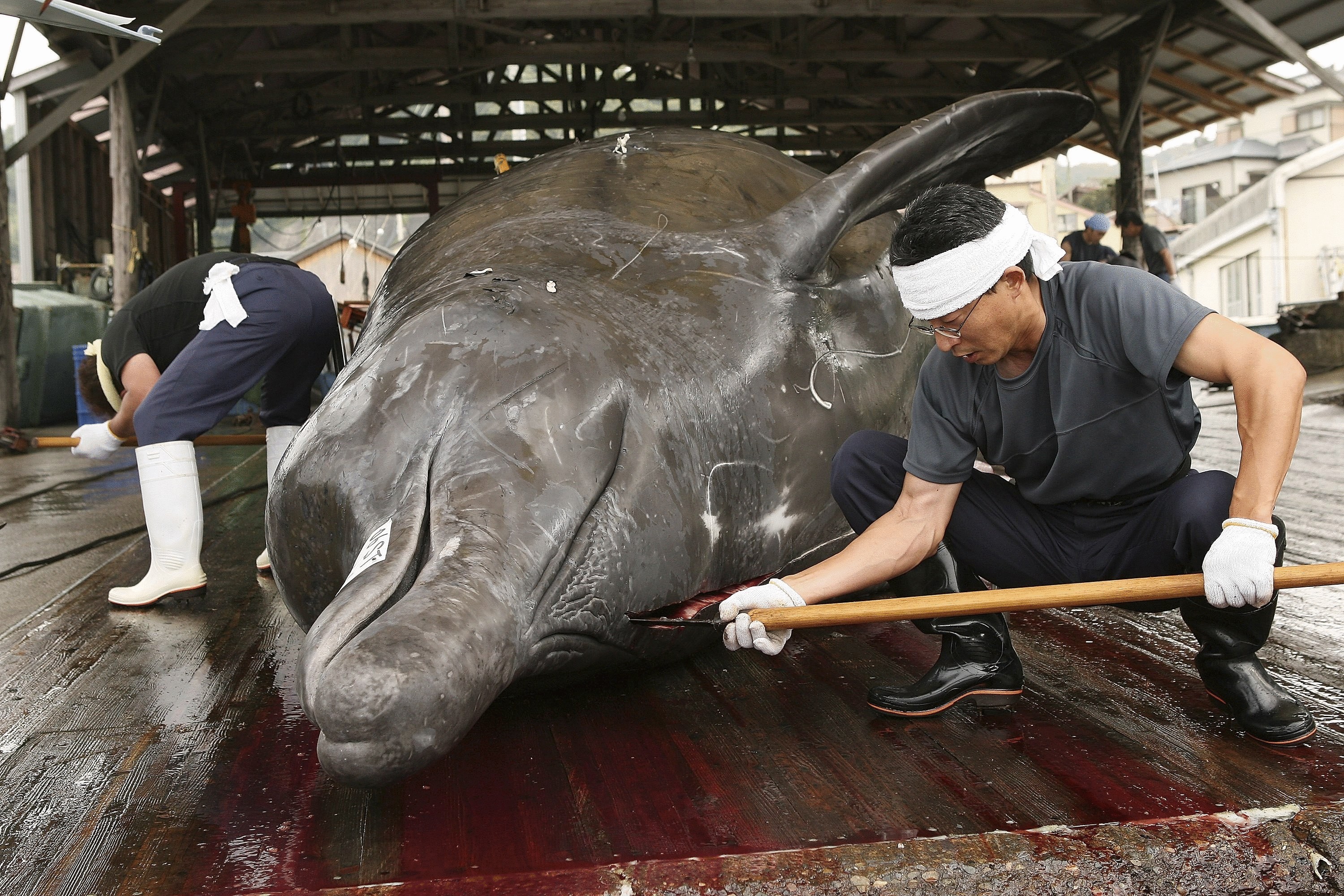 Международный суд запретил Японии  вылов китов
