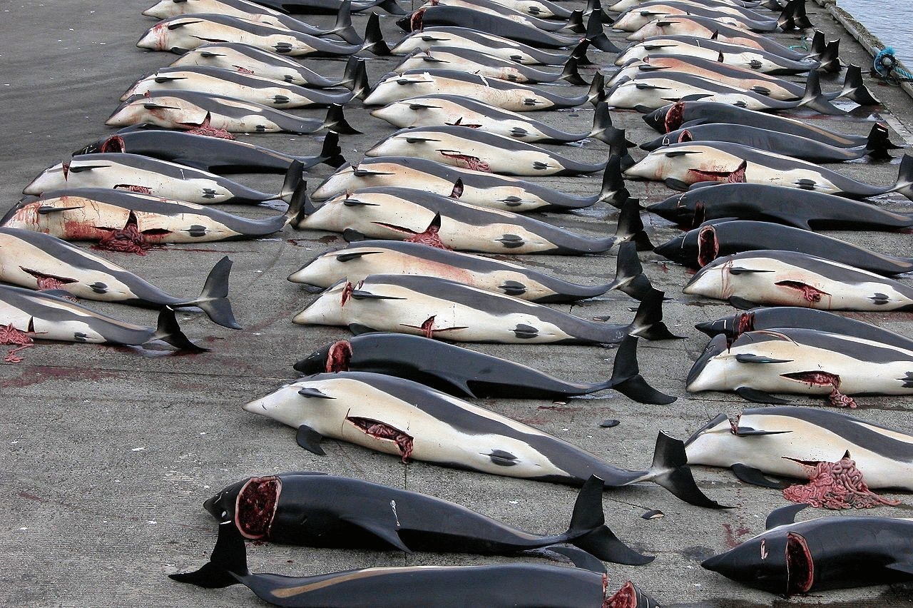 Международный суд запретил Японии  вылов китов