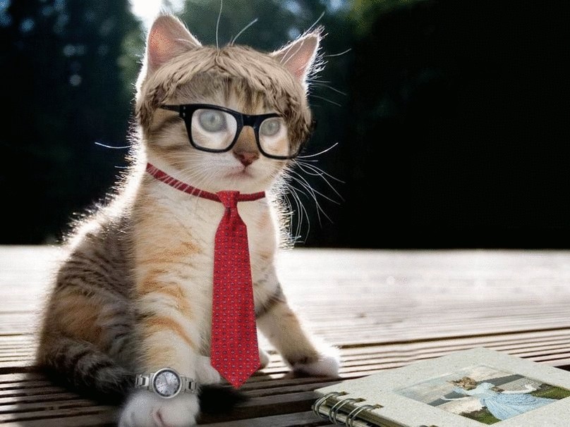 Служебные коты