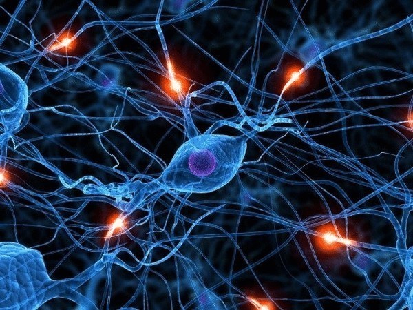 Как работает нервная система — ученые сняли видео