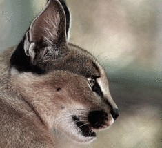 Каракал, или степная рысь