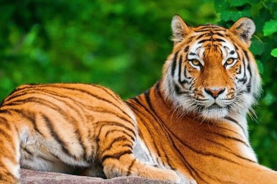 Сапсение и восстановление численности тигров