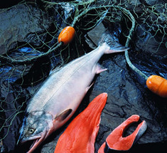 Осторожно! Норвежский лосось — рыба массового поражения