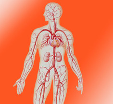 Гипертоникам и гипотоникам: Как выровнять артериальное давление