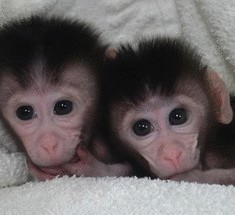 В Китае создали первых генно-модифицированных обезьян