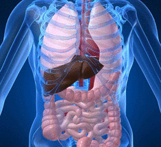 Токсины в организме человека: как накапливаются и как выводятся