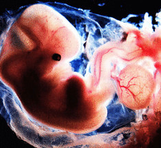Молоко матки питает человеческий эмбрион в первые недели беременности