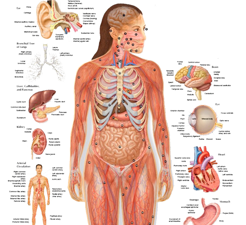 Внутренние органы человека схема фото с надписями. Схема строения внутренних органов человека. Анатомическая карта человека внутренние органы женщины. Атлас расположения внутренних органов человека. Анатомия органов.