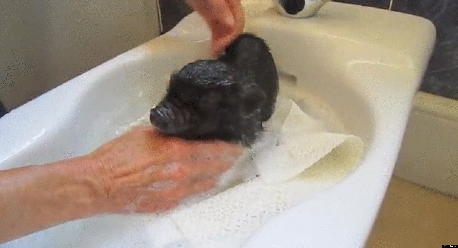 Мини-свиньи — два в одном