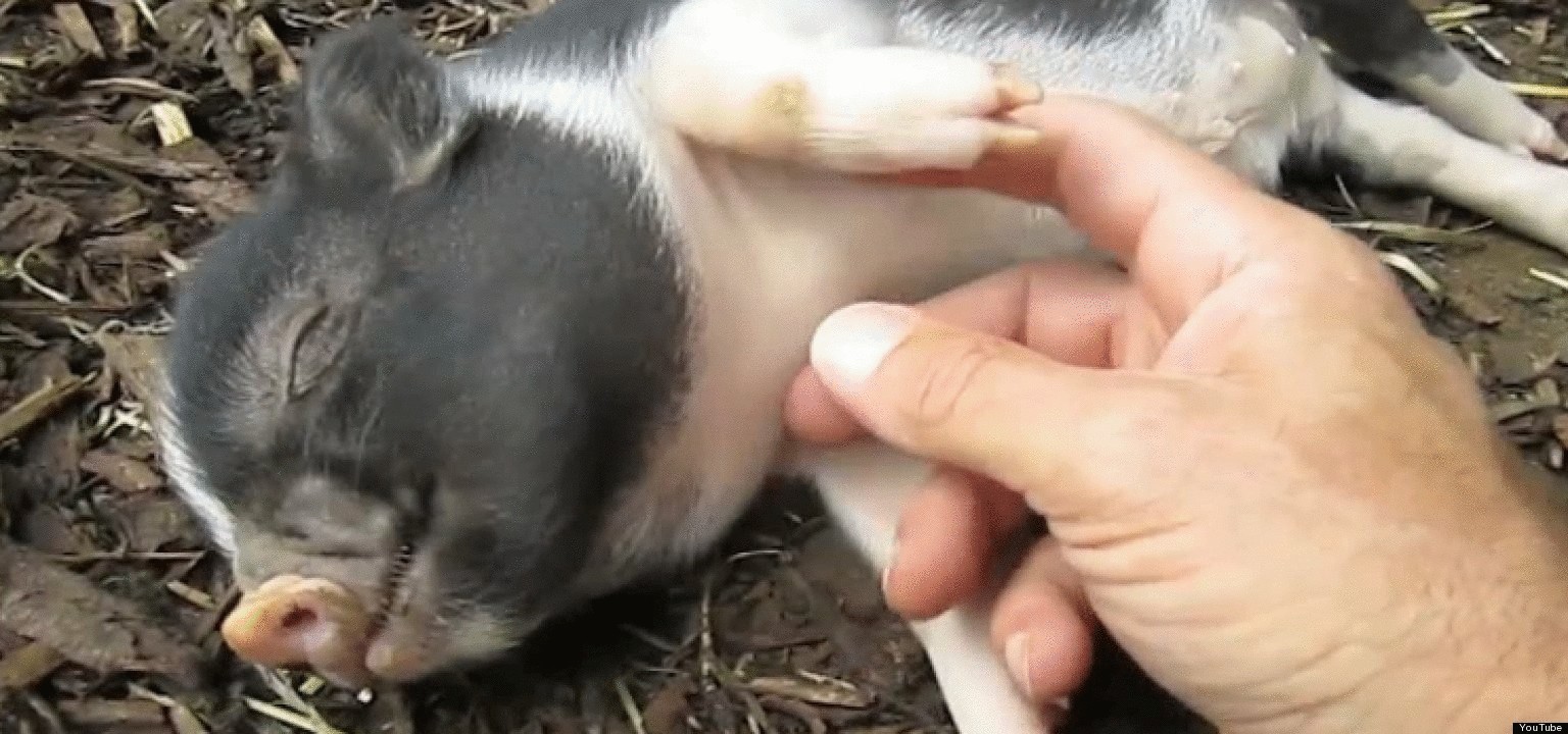 Мини-свиньи — два в одном