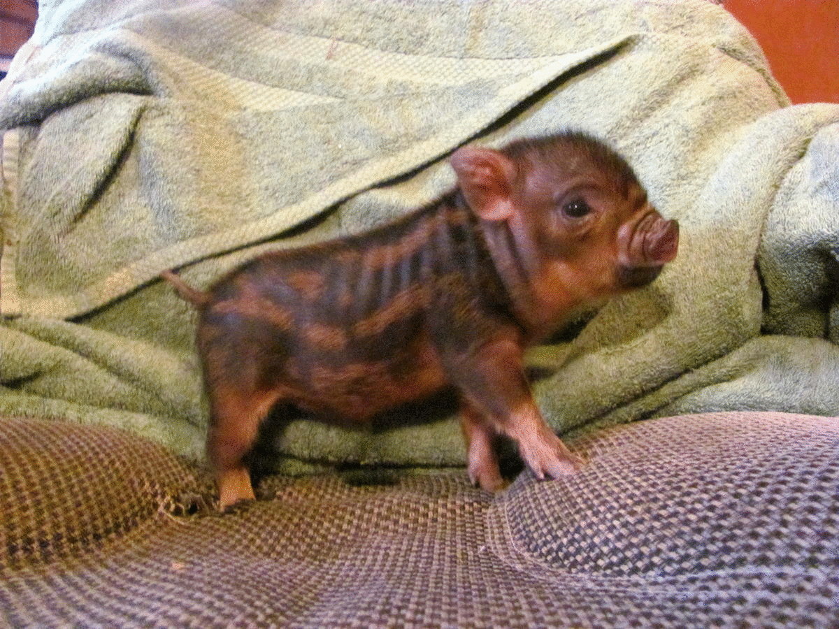 Мини-свиньи — два в одном