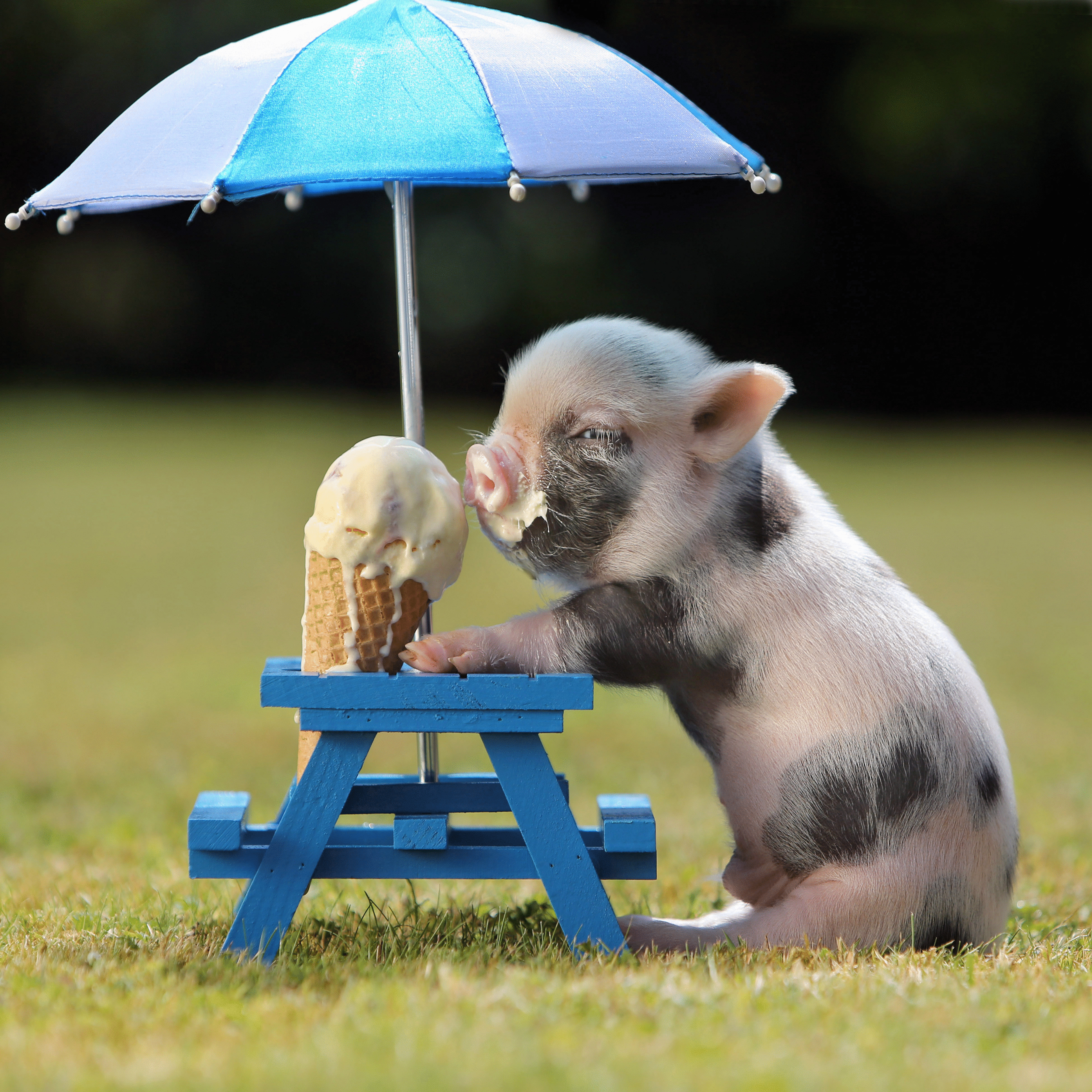 Мини-свиньи — два в одном