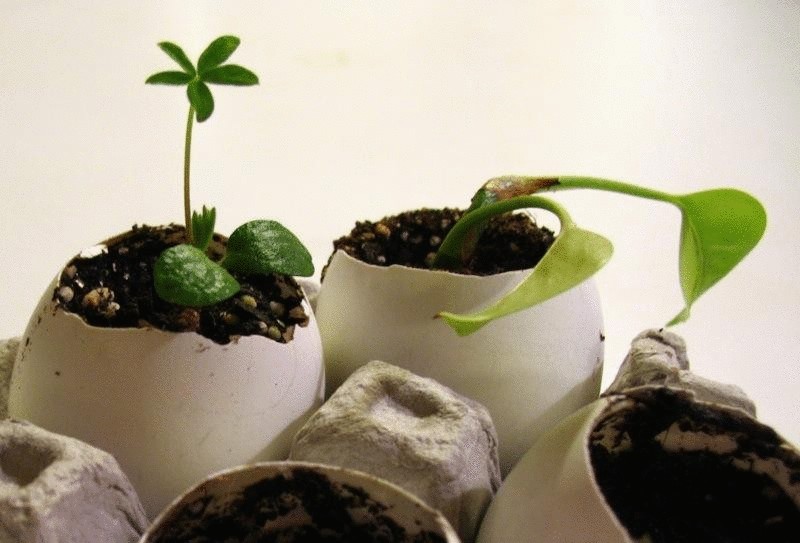 Яичная скорлупа— отличное удобрение для растений