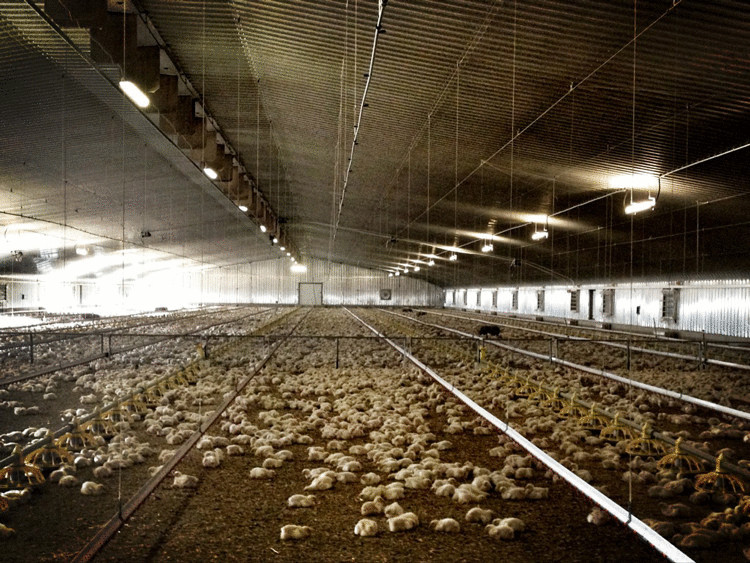 Английские птицефабрики перейдут на топливные гранулы