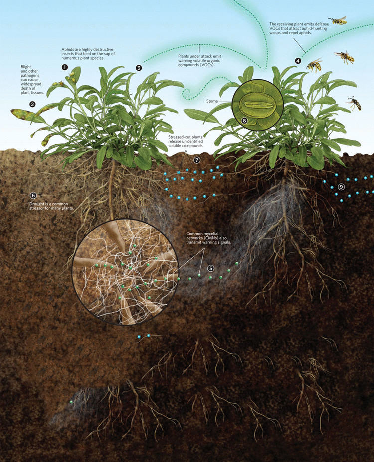 Удивительное открытие—растения общаются друг с другом через почву 