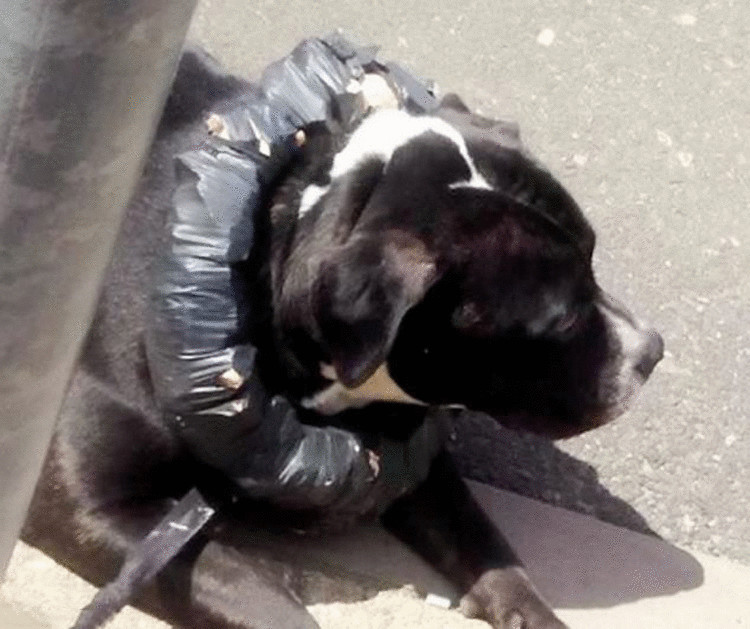 Владелец  арестован  из-за кирпичного  воротника своего пса