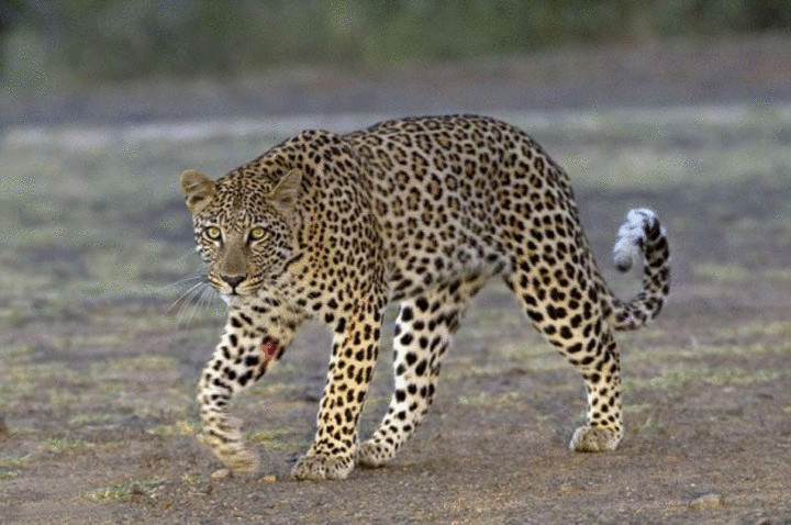 Фоторепортаж—Схватка леопарда и дикобраза