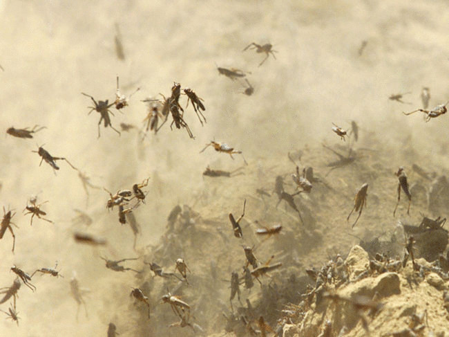 Нашествие саранчи вынудило власти Башкирии ввести режим ЧС