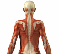 2 простых упражнения, которые помогут при болях в плечах