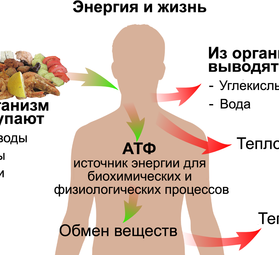 Энергия в организме образуется в результате. Обмен веществ в организме. обмен веществ у человека. обменные процессы в организме. метаболизм человека.