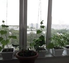 Как вырастить огурцы на подоконнике зимой