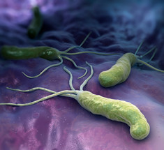 Хеликобактер пилори: бактерия, которой заражено 60% населения земного шара
