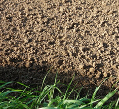 Почва может стать источником углекислого газа