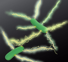 Микробиологи совершили прорыв в развитии "зеленой" электроники