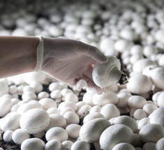 Ученые производят биотопливо с помощью грибов