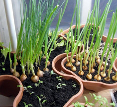 Как вырастить зелень, листовые овощи и пряные травы на подоконнике