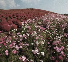 Рассветная страна цветов «Hitachi Seaside Park»