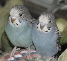 Перед тем как купить попугая...