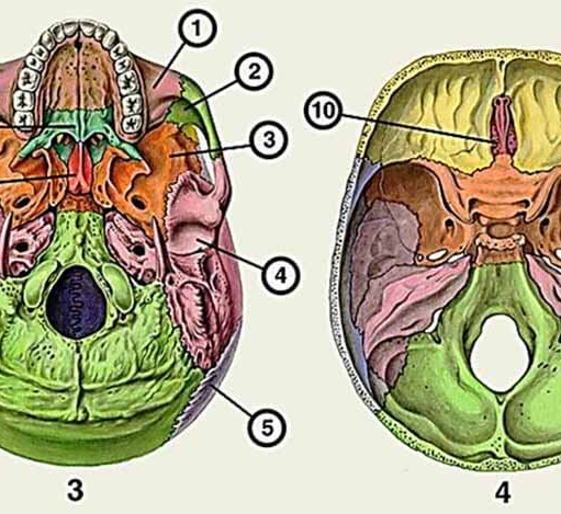 Внутреннее основание черепа черепные ямки их стенки и сообщения содержимое сообщений