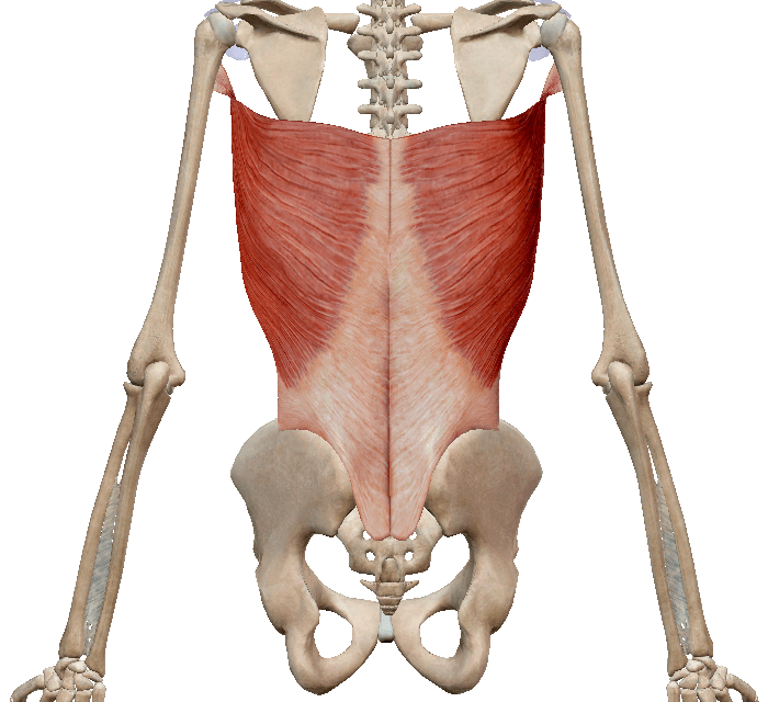 Latissimus Dorsi muscle