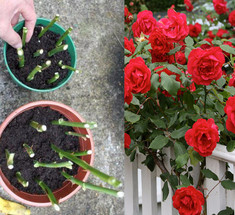 Как правильно весной размножить розы черенками 